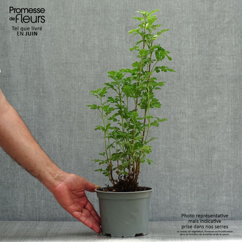 Chrysanthemum indicum Julia 2L/3L pot sample as delivered in summer