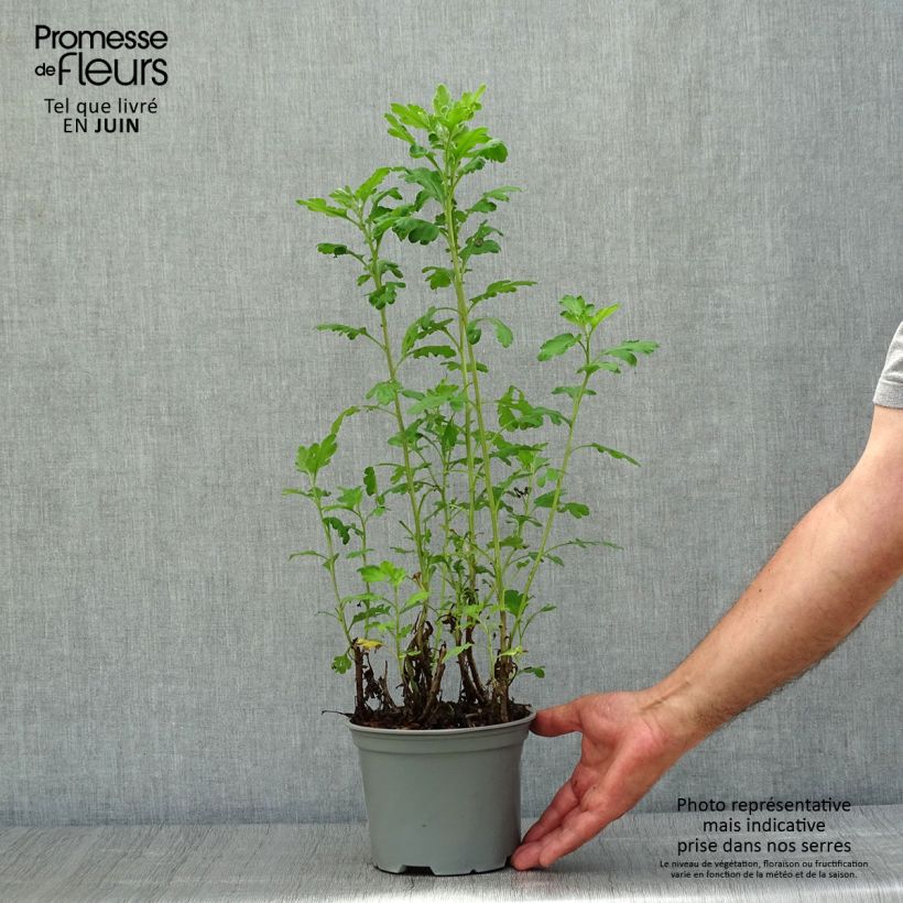 Chrysanthemum Poesie 2L/3L pot sample as delivered in summer