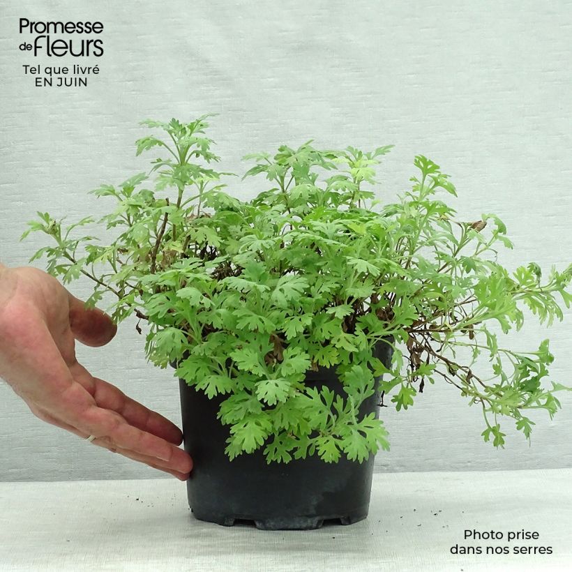 Chrysanthemum rubellum Clara Curtis 2L/3L pot sample as delivered in summer