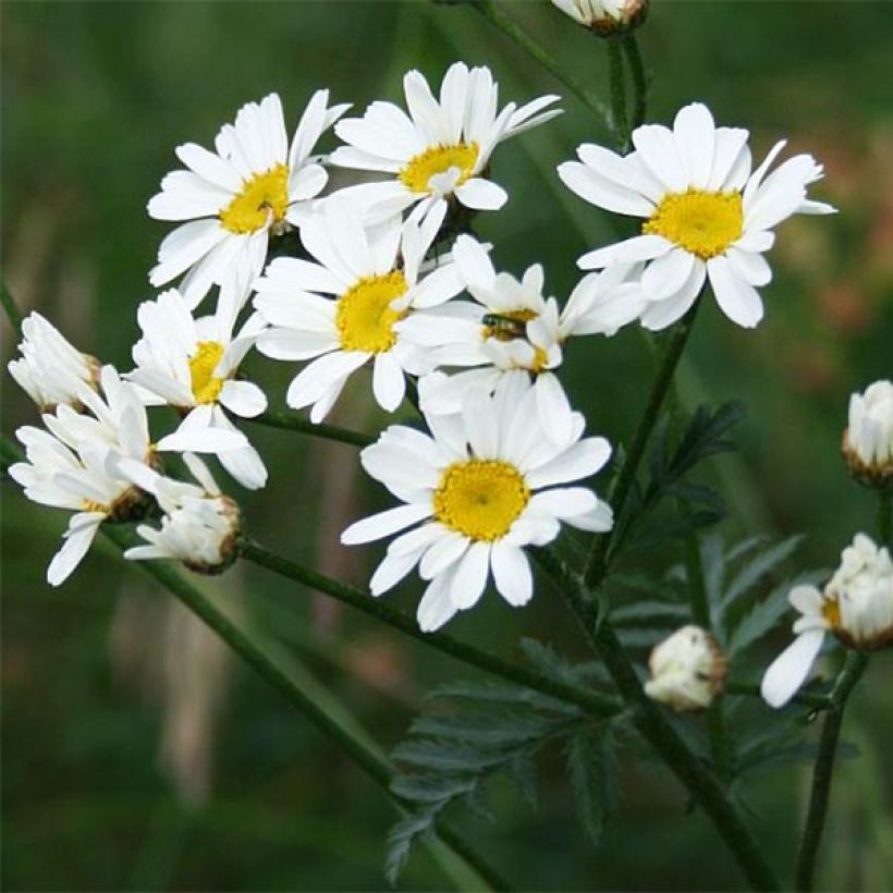 Tanacetum corymbosum (Flowering)
