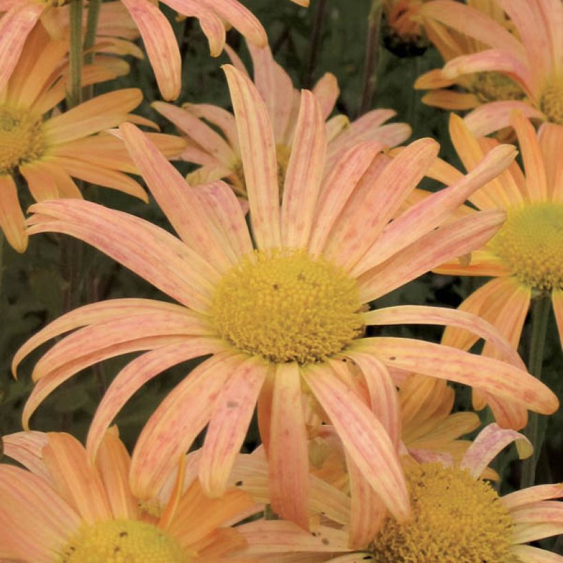 Chrysanthemum Mary Stoker (Flowering)