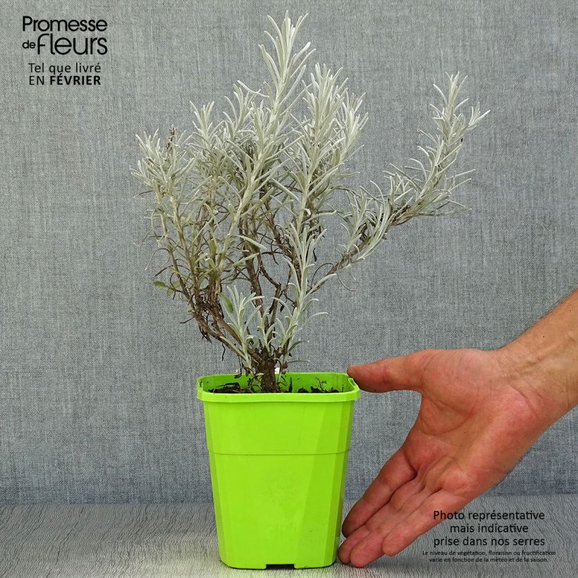 Chrysocephalum apiculatum Korma 1.5L/2L pot sample as delivered in autumn