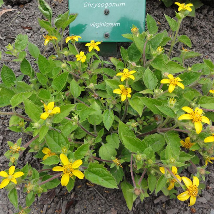 Chrysogonum virginianum (Plant habit)