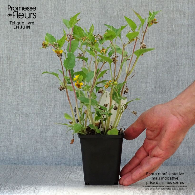 Chrysogonum virginianum 8/9 cm pot sample as delivered in summer