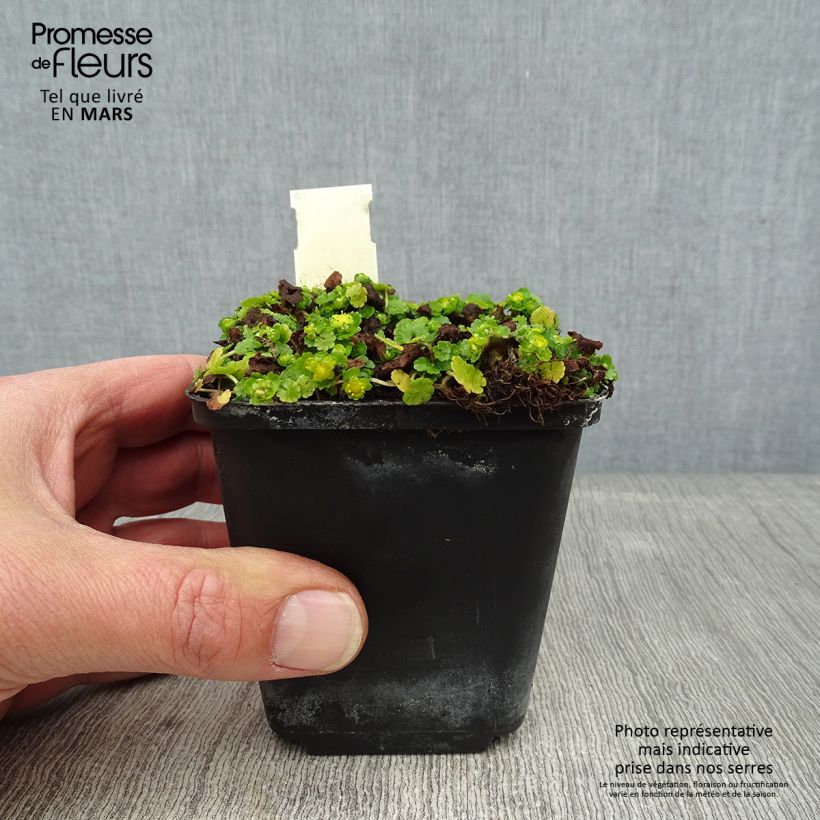 Chrysosplenium davidianum 8/9 cm pot sample as delivered in winter