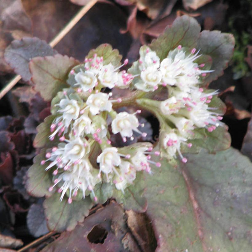 Chrysosplenium macrophyllum (Flowering)