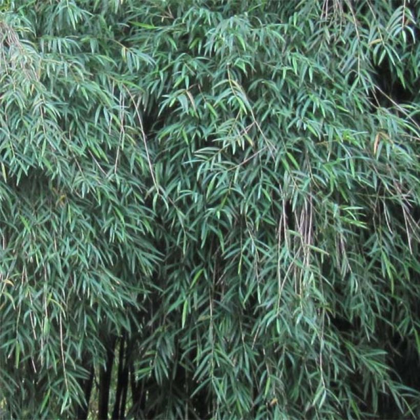 Chusquea culeou (Foliage)