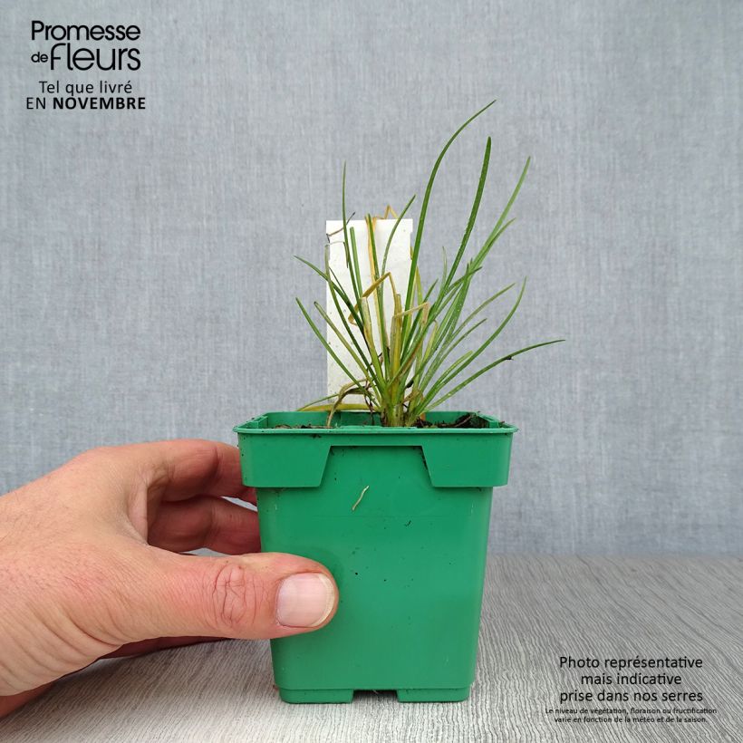 Ciboulail - Ciboule de Chine en plants Pot de 10 cm/11cm sample as delivered in autumn