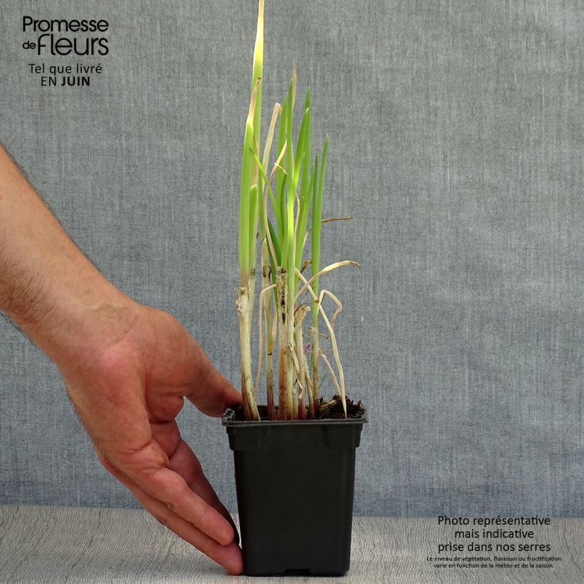 Organic Chive - Allium fistulosum 7/8 cm pot sample as delivered in summer