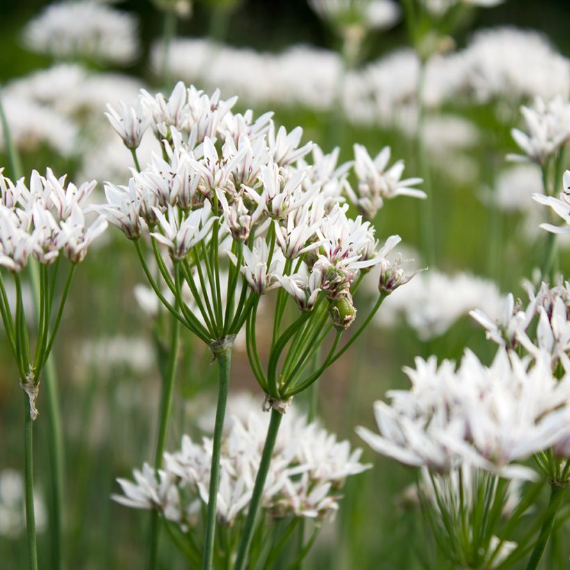 Allium ramosum  (Flowering)