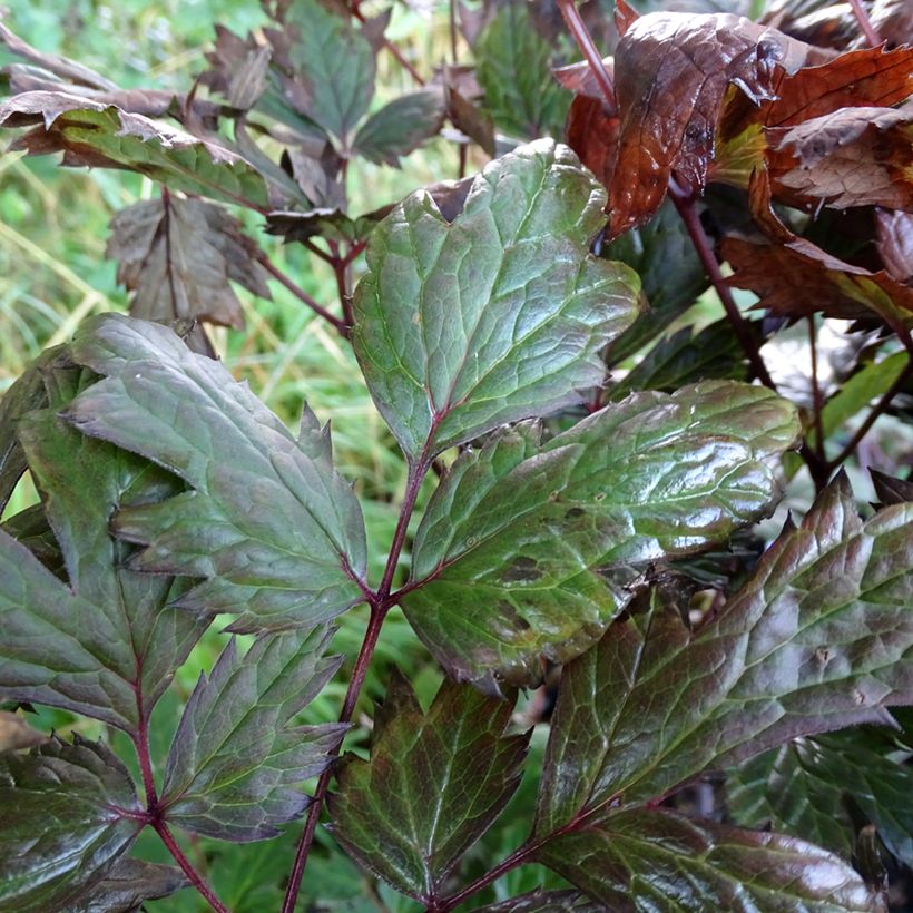 Actaea simplex Atropurpurea (Foliage)