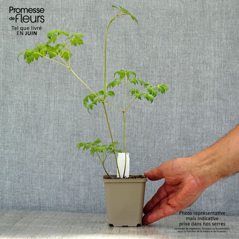 Actaea simplex Carbonella 8/9 cm pot sample as delivered in summer