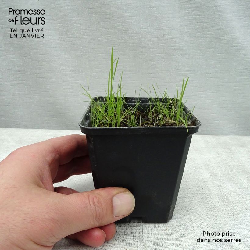 Cimicifuga James Compton - Actaea simplex Godet de 9cm sample as delivered in winter