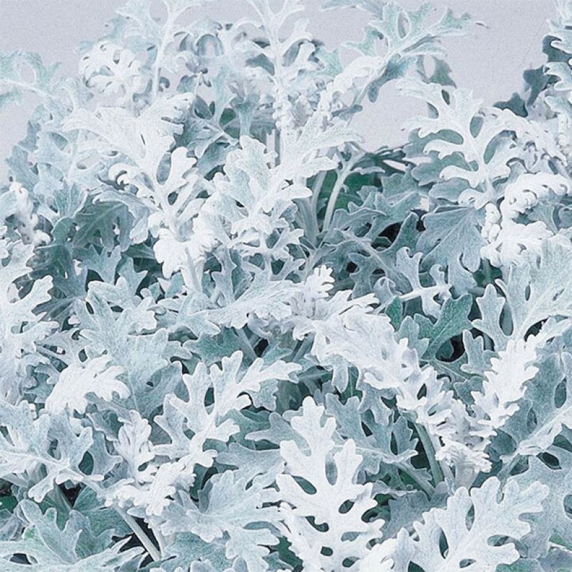 cineraria Senecio Silver Dust (Foliage)