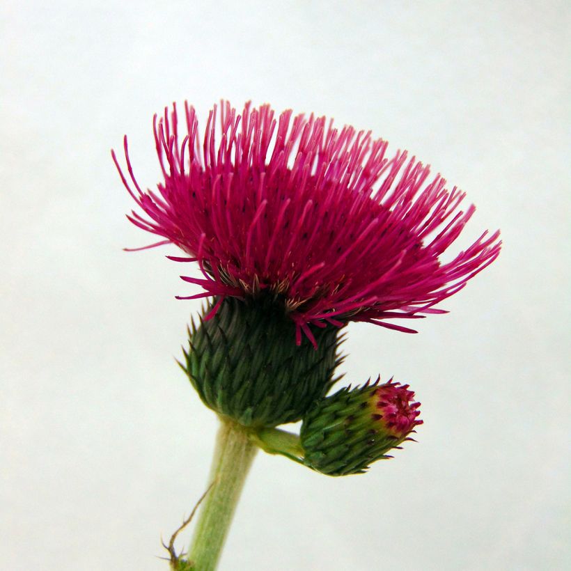Cirsium rivulare Atropurpureum - Plume Thistle (Flowering)