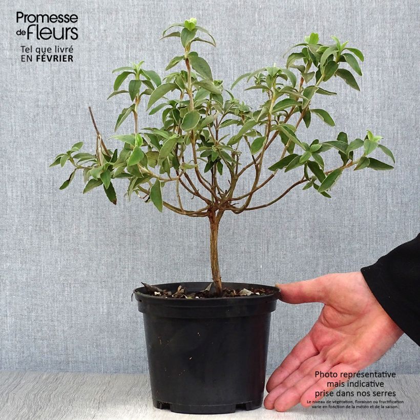 Ciste Silver Pink - Cistus argenteus Pot de 2L/3L sample as delivered in winter