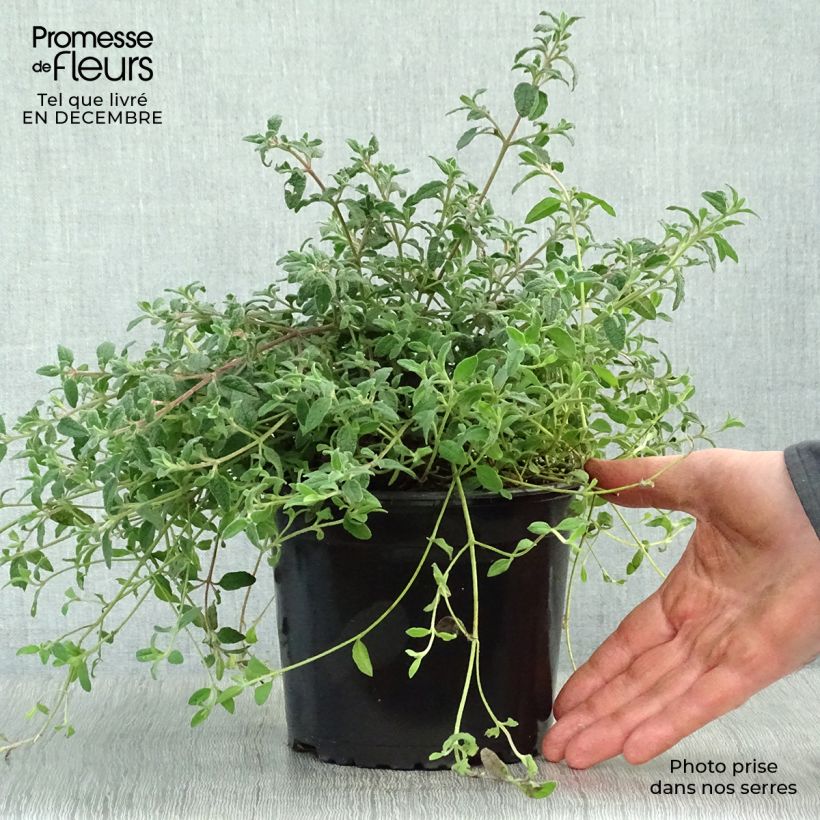 Ciste obtusifolius - Cistus obtusifolius Pot de 2L/3L sample as delivered in winter