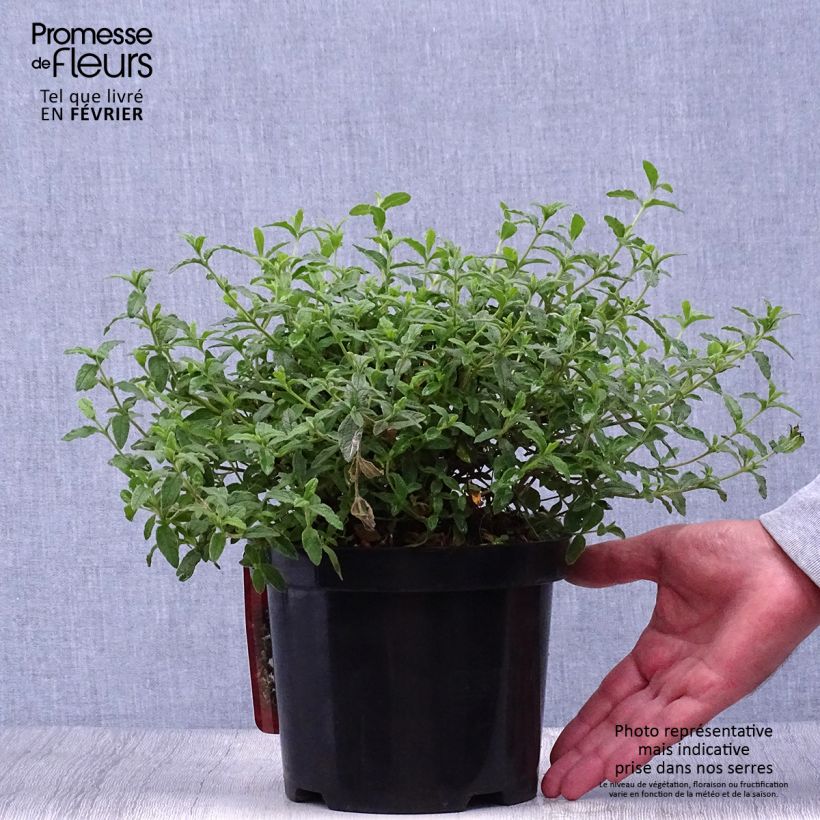 Ciste obtusifolius - Cistus obtusifolius Pot de 2L/3L sample as delivered in autumn