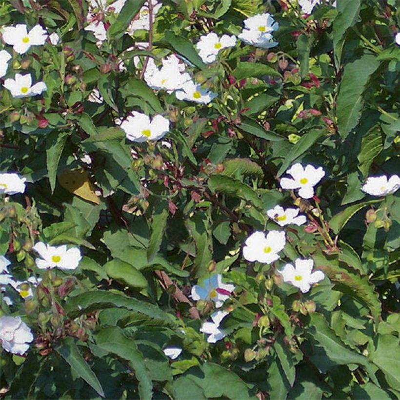 Cistus populifolius - Poplar-leaved Rockrose (Flowering)