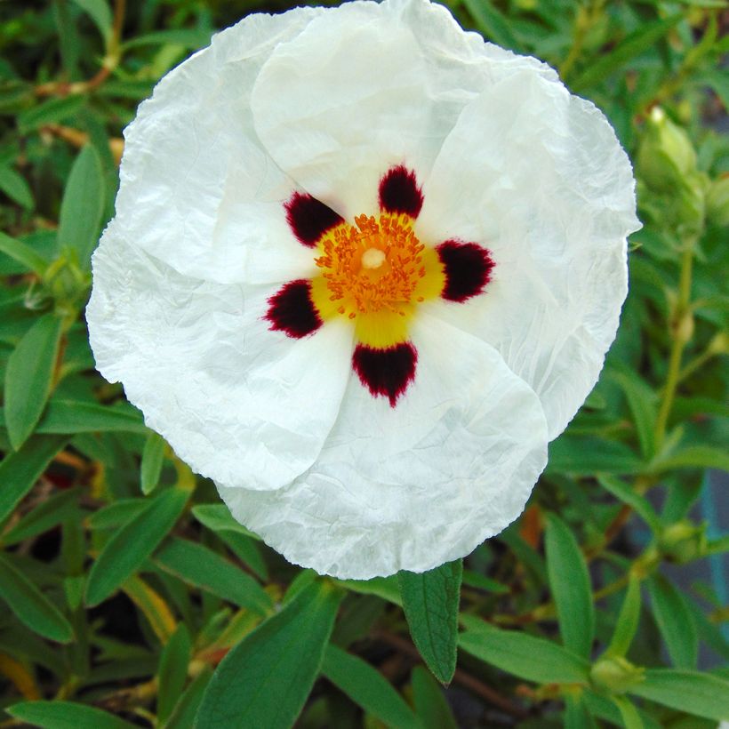 Cistus purpureus Alan Fradd - Rockrose (Flowering)