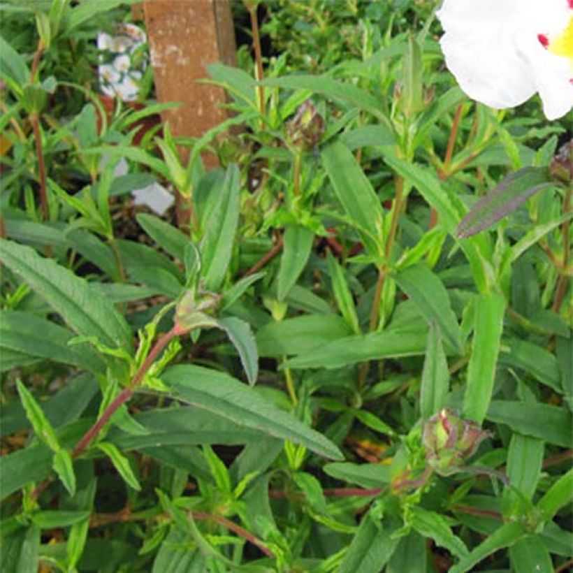 Cistus x loretii - Rockrose (Foliage)