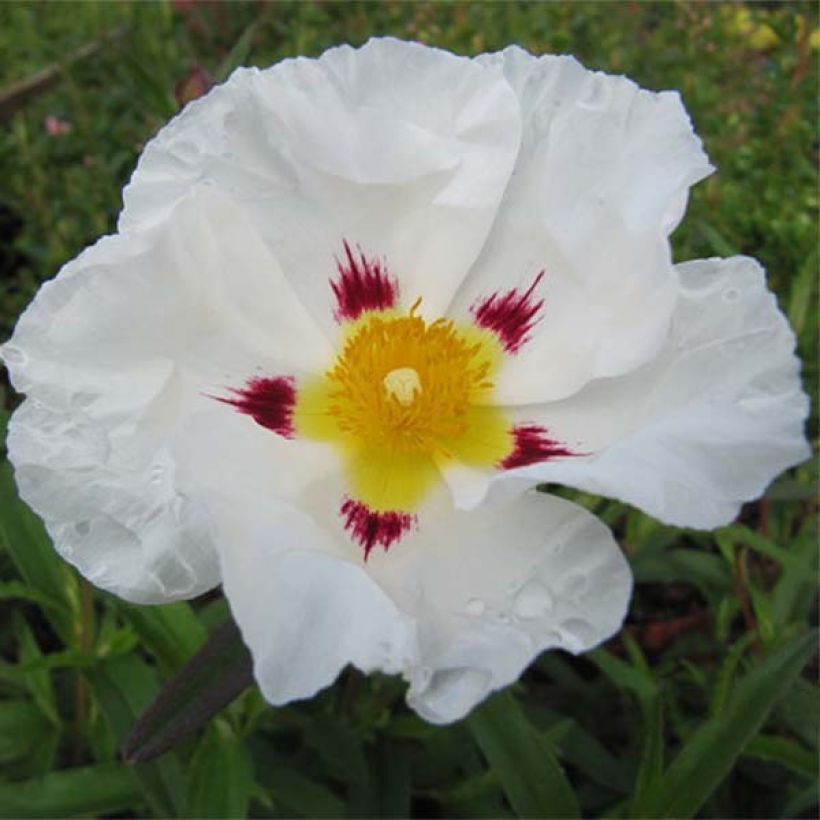 Cistus x loretii - Rockrose (Flowering)