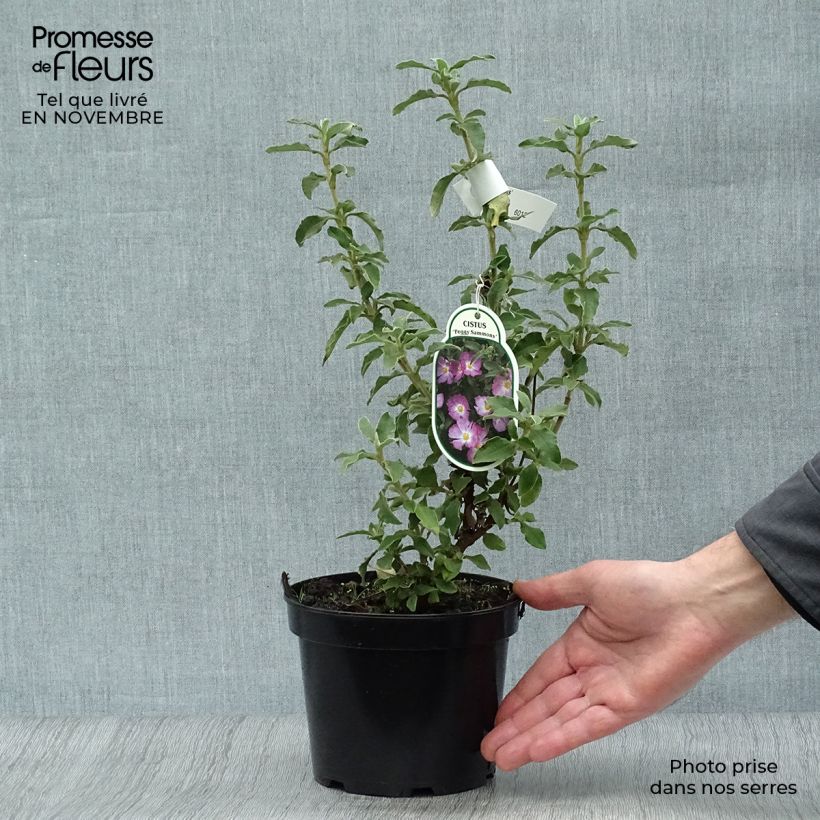 Cistus argenteus Peggy Sammons - Ciste hybride Pot de 2L/3L sample as delivered in autumn