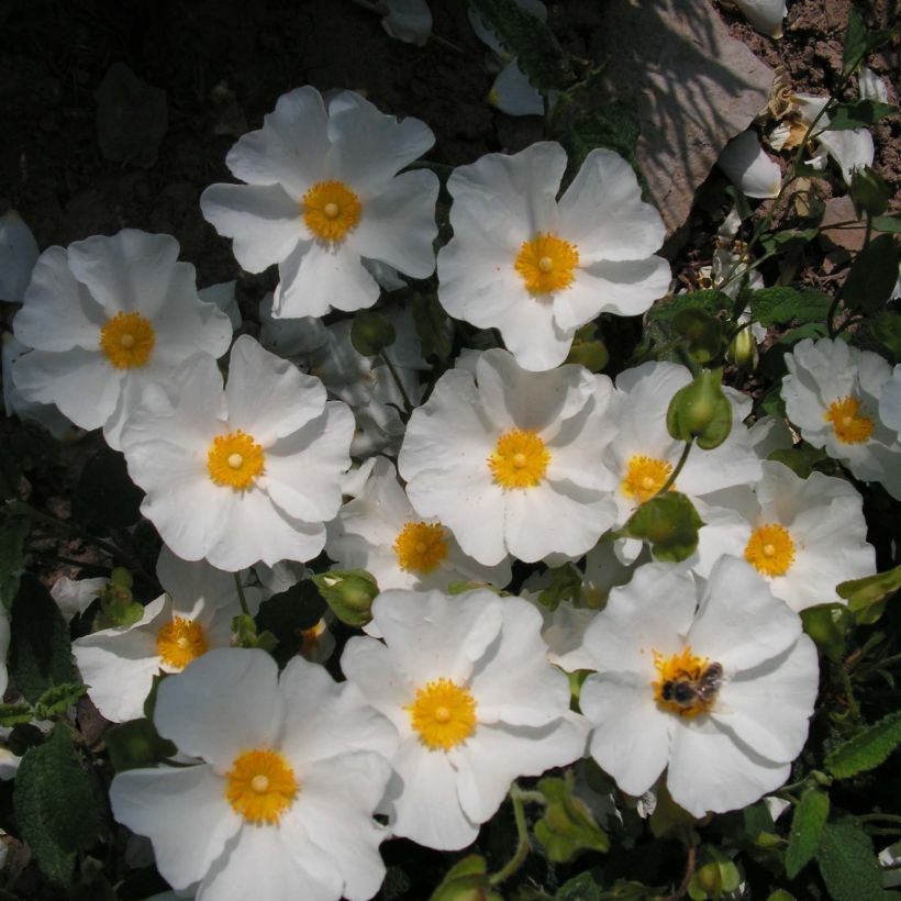 Cistus x corbariensis - Rockrose (Flowering)