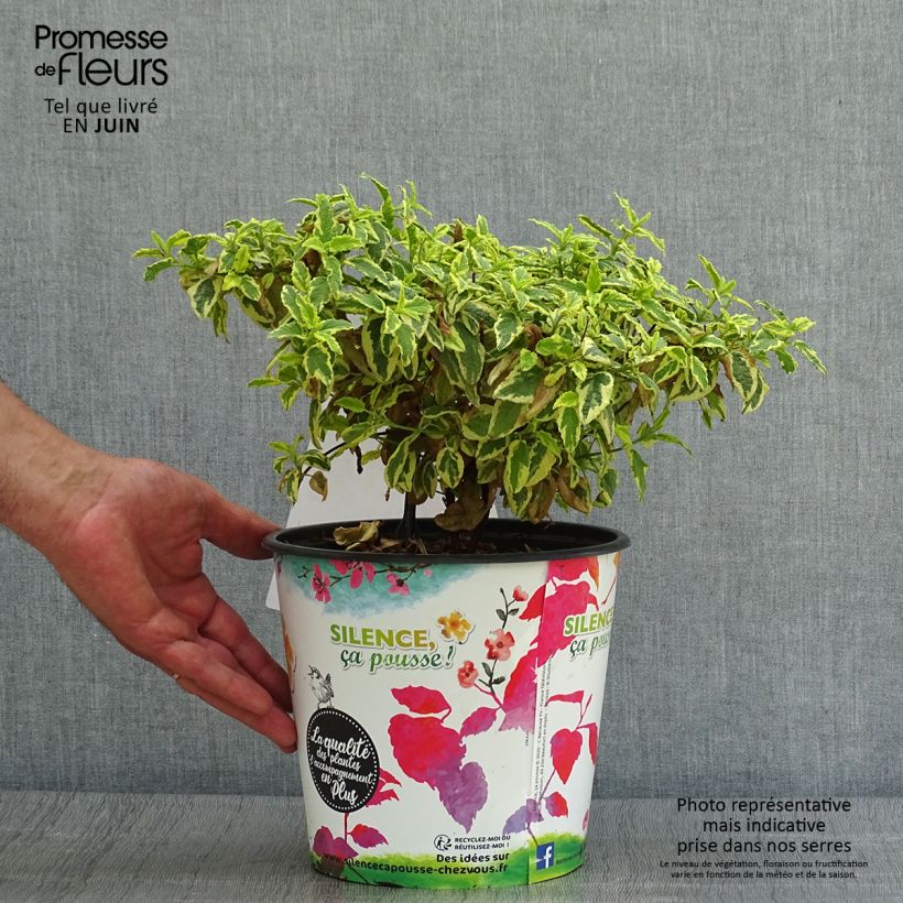 Cistus Little Miss Sunshine - Rockrose 4L/5L pot sample as delivered in summer