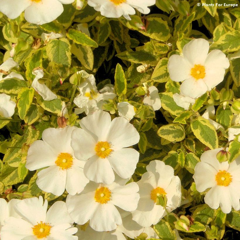 Cistus Little Miss Sunshine - Rockrose (Flowering)