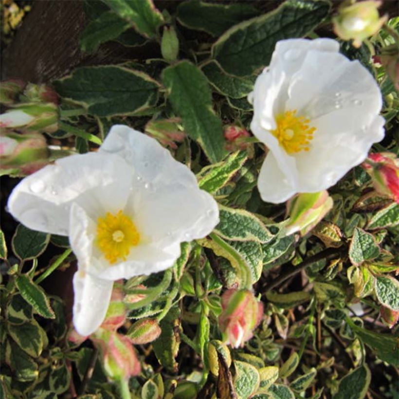 Cistus x corbariensis Rospico - Rockrose (Flowering)