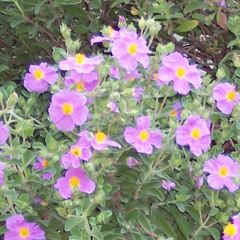 Cistus creticus - Rockrose (Flowering)