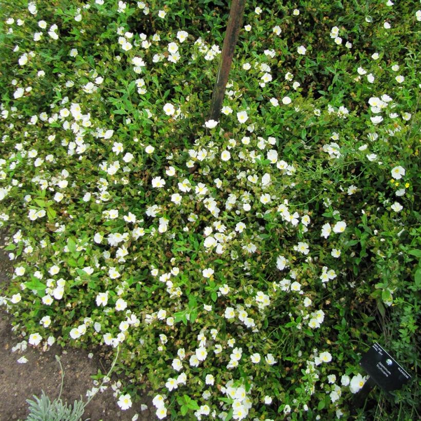 Cistus obtusifolius - Rockrose (Plant habit)