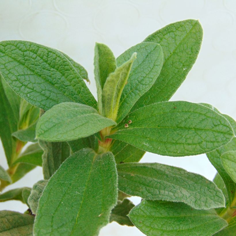 Cistus pulverulentus - Rockrose (Foliage)