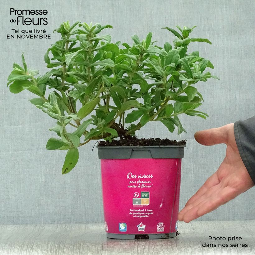 Cistus pulverulentus - Ciste pulvérulent Pot de 2L/3L sample as delivered in autumn