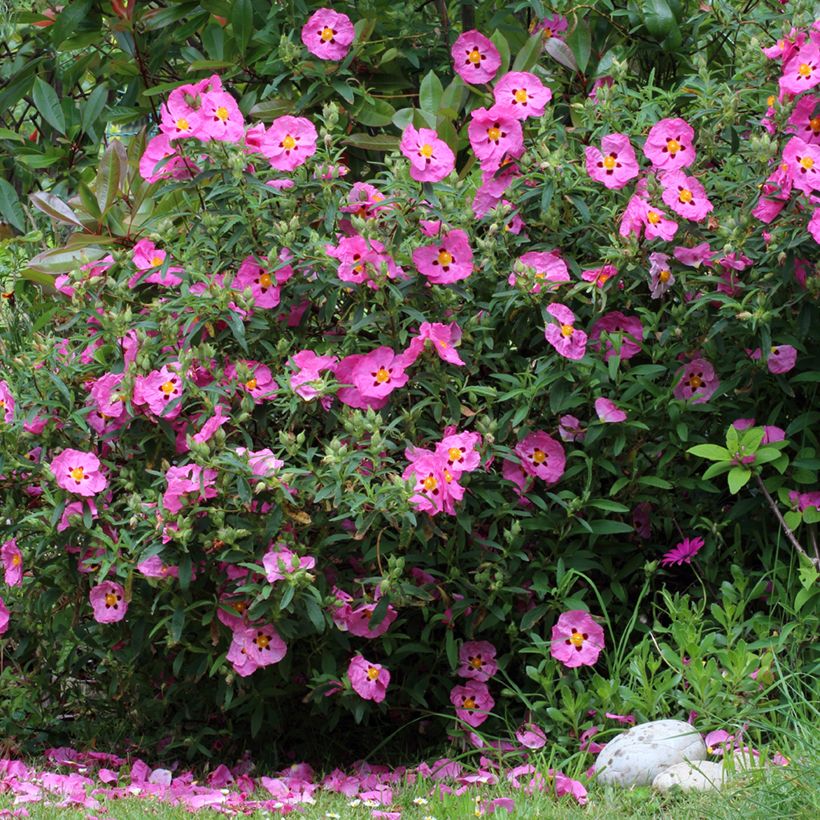 Cistus x purpureus - Rockrose (Plant habit)