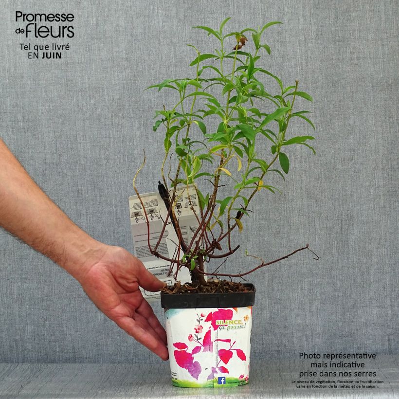 Cistus x purpureus - Rockrose 2L/3L pot sample as delivered in summer