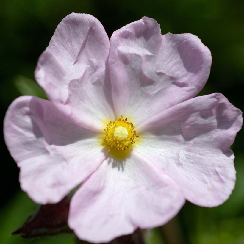 Cistus x skanbergii - Rockrose (Flowering)