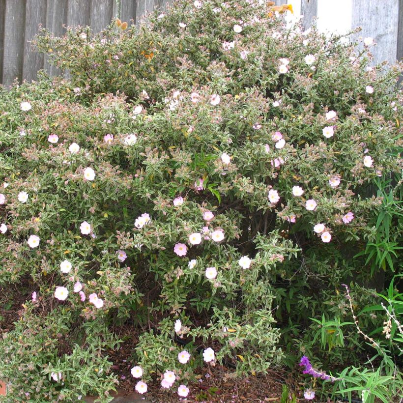 Cistus x skanbergii - Rockrose (Plant habit)