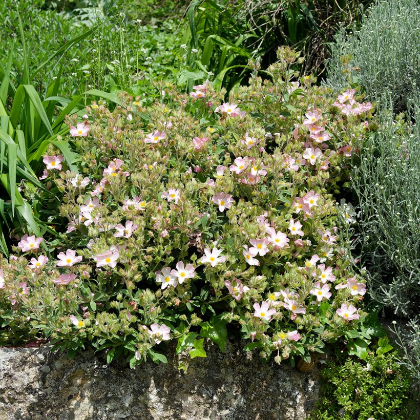 Cistus Grayswood Pink (Plant habit)