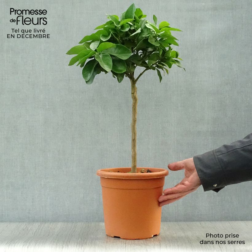 Citron rouge - Citrus Volkameriana ou Rangpur Pot de 4L/5L sample as delivered in winter