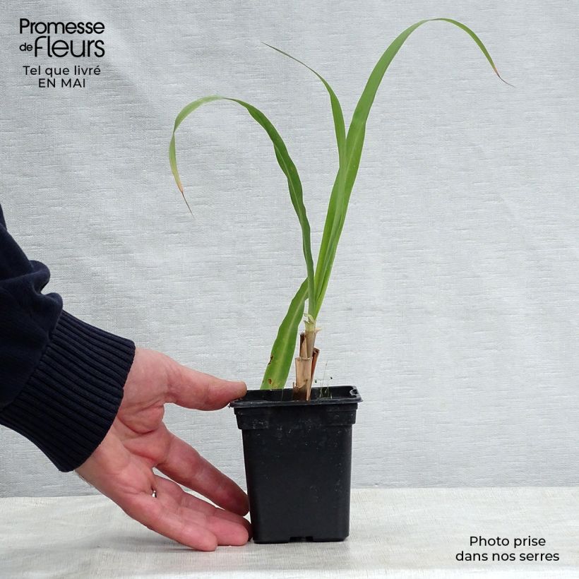 Madagascan Lemongrass plants - Cymbopogon citratus sample as delivered in spring