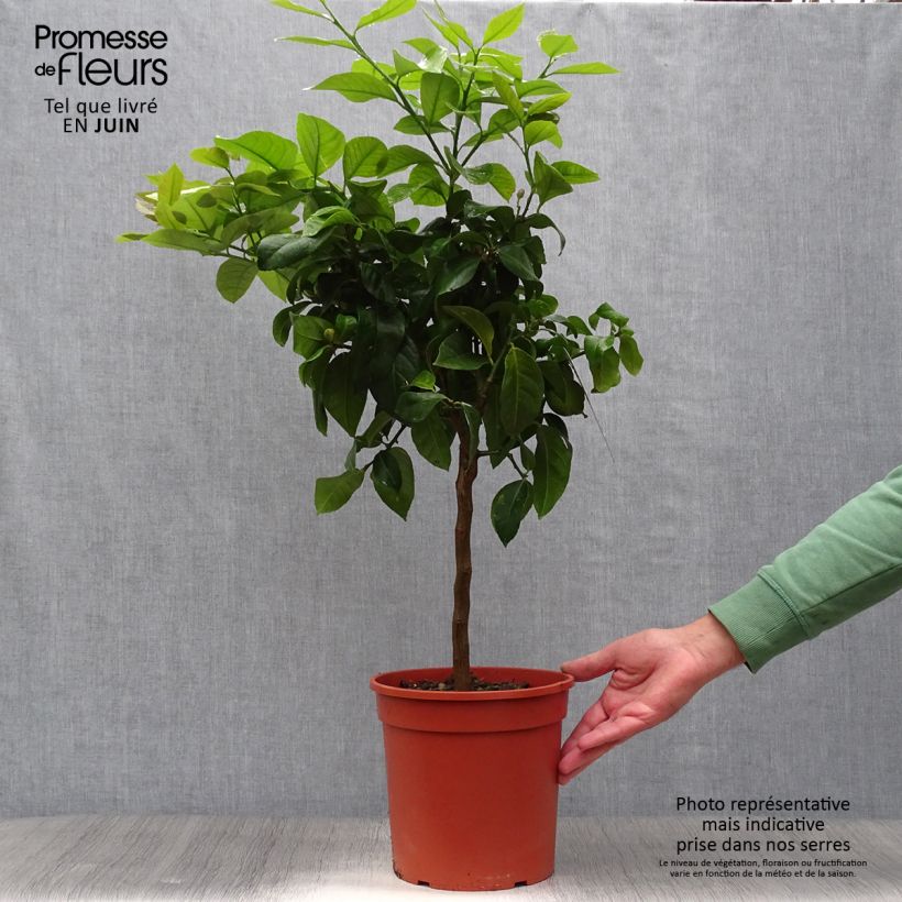 Citrus limon Cerza - Lemon Tree 4L/5L pot, Quarter standard sample as delivered in summer