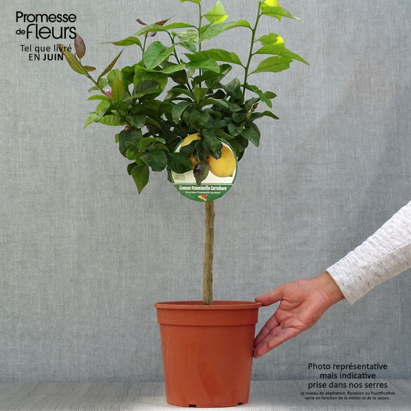 Lemon - Citrus limon Femminello Carrubaro 4L/5L pot, Quarter standard sample as delivered in summer