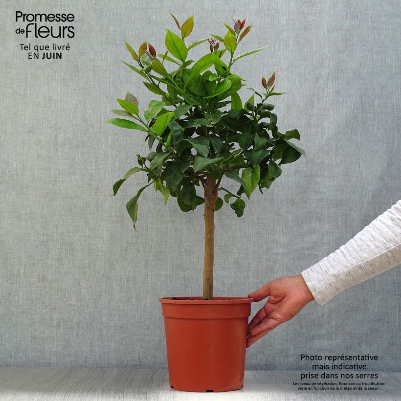Citrus limon Lemox - Lemon Tree 4L/5L pot, Quarter standard sample as delivered in summer