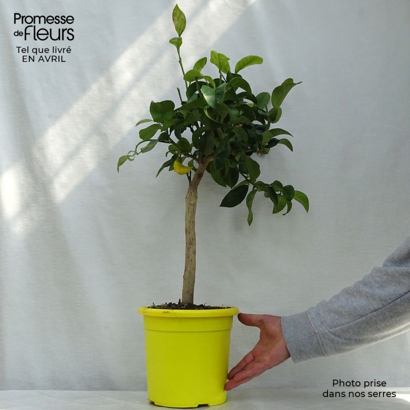 Citrus limon Femminello Siracusano - Lemon Tree 4L/5L pot, Quarter standardShipped height around 50/60cm sample as delivered in spring