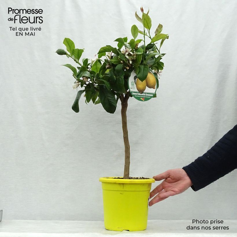 Citrus limon Femminello Siracusano - Lemon Tree sample as delivered in spring