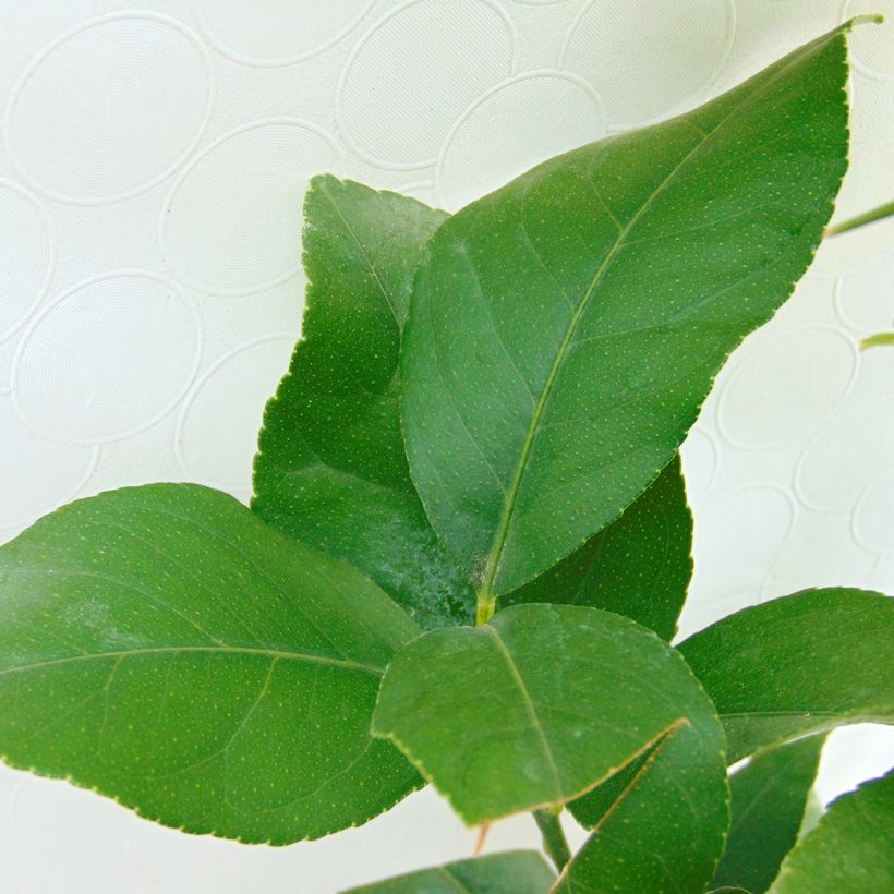 Four Seasons Lemon Tree - Citrus limon (Foliage)