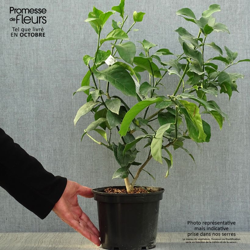 Four Seasons Lemon Tree - Citrus limon 2L/3L pot, Bush sample as delivered in autumn