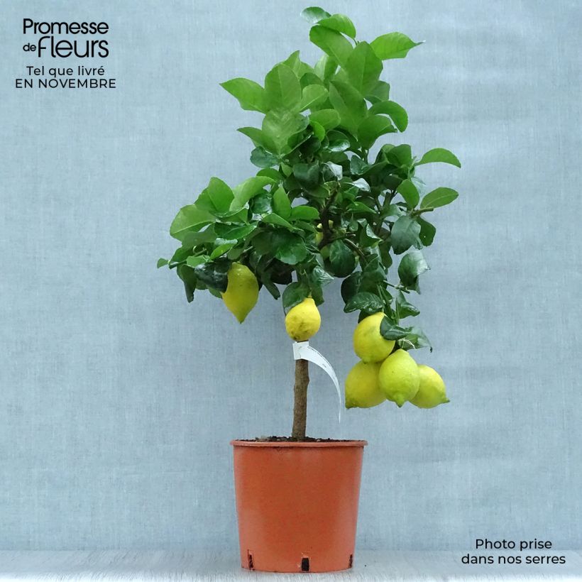 Four Seasons Lemon Tree - Citrus limon 4L/5L pot, Quarter standard sample as delivered in autumn